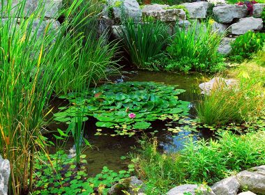 Naturteich ohne Technik