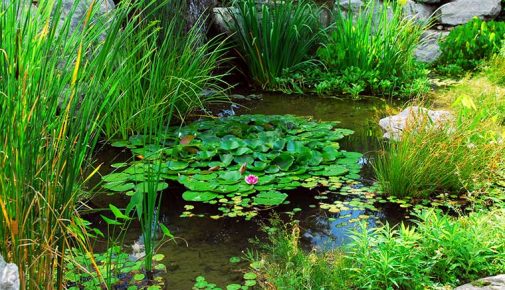 Naturteich ohne Technik