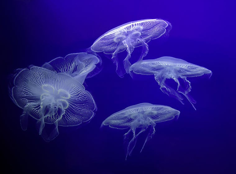 Auf welche Faktoren Sie bei der Auswahl bei Qualle aquarium achten sollten