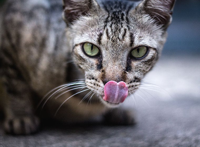 Taurin im Katzenfutter