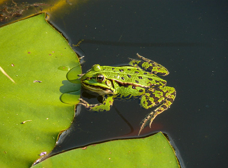 Großer Grüner Frosch Im Gartenteich Mit Schöner Reflexion an Der  Wasseroberfläche Zeigt Froschaugen Im Gartenbiotop in Makroansich Stockfoto  - Bild von auge, umgebung: 220270960