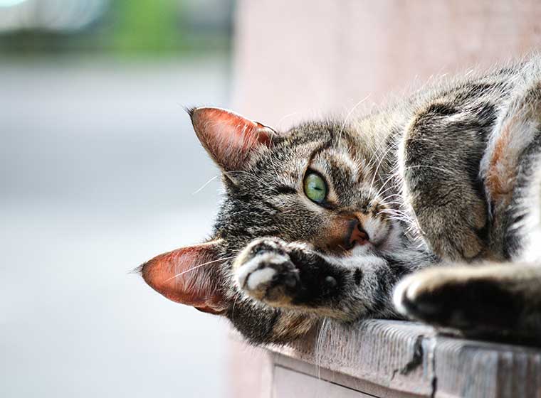 Katze Schläft Nach Wurmkur