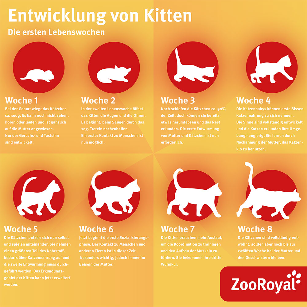 Katzen Wachstumstabelle