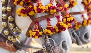 Pferde im Karneval: das bedeutet die fünfte Jahreszeit für Vierbeiner