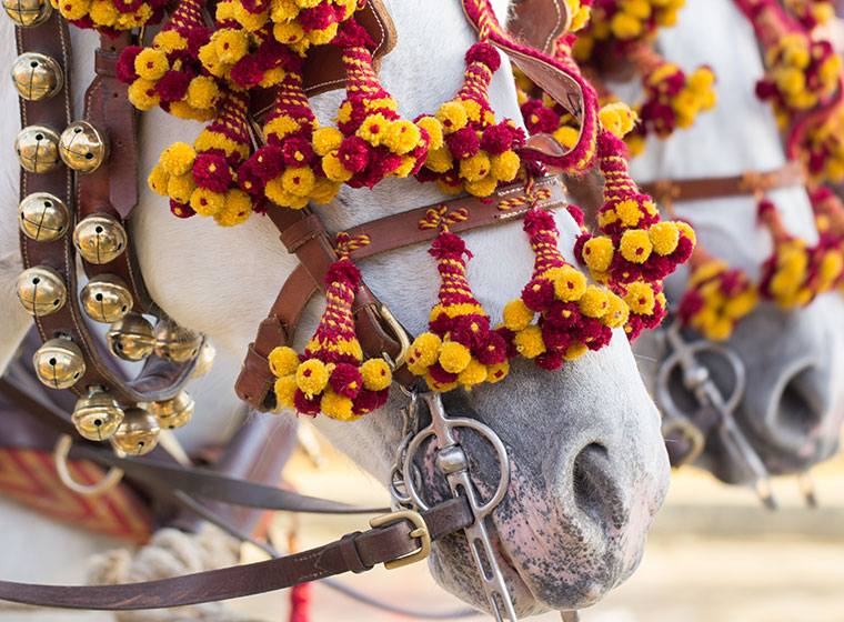Pferde im Karneval: das bedeutet die fünfte Jahreszeit für Vierbeiner