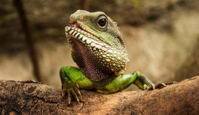 Kauf & Auswahl des richtigen Terrariums Infos & Tipps