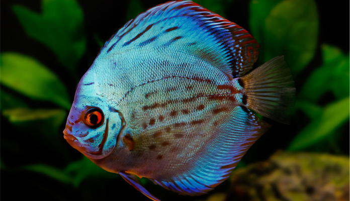 Diskusfisch