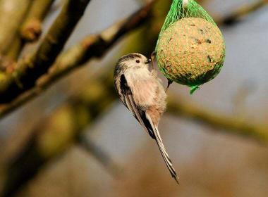 Kleiner Singvogel frisst an einer Meisenkugel, die an einem Baum hängt.