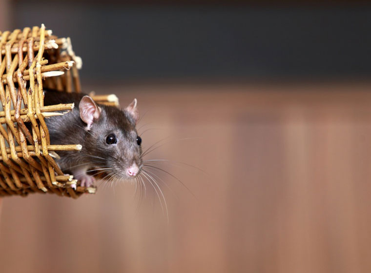 Ratten als Haustier: Ratten artgerecht halten