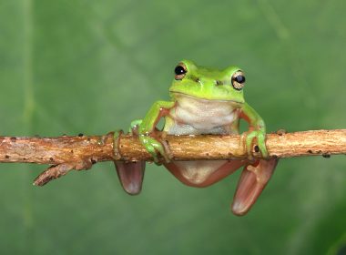 Terrarientiere transportieren und eingewöhnen