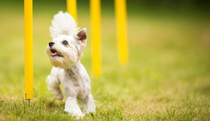 Degility Ein toller Sport für Hund und Halter ZooRoyal Magazin