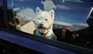 Hund im Auto: Hitzegefahr im Sommer