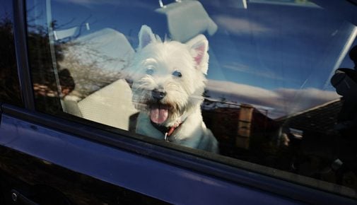 Hund im Auto: Hitzegefahr im Sommer