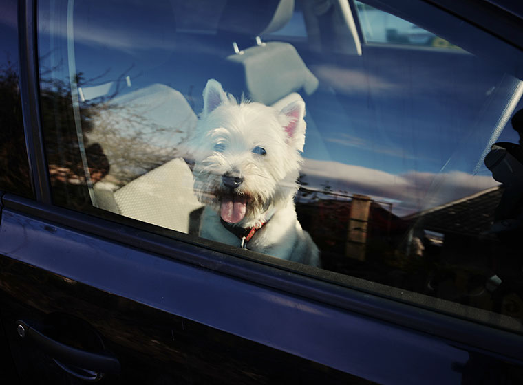 Gefahr: Hund nie im Auto alleine lassen