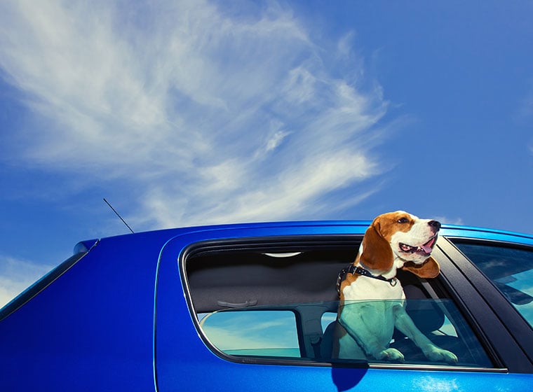 Mit Hund im Auto unterwegs: Was sind die Vorteile von