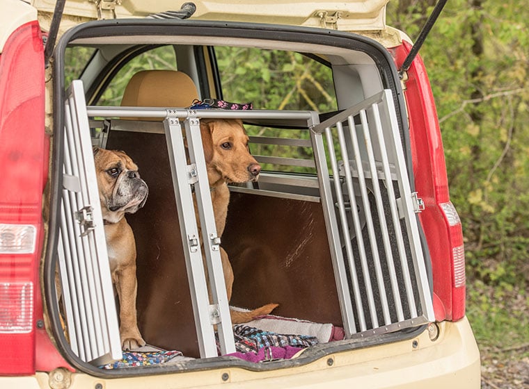 Darf man drei mittel große Hunde in einem Kofferraum transportieren? (Auto,  Hund, Haustiere)