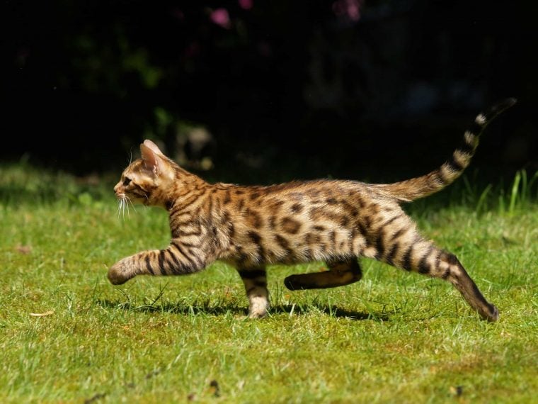 Bengalkatze