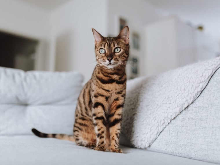 Bengalkatze