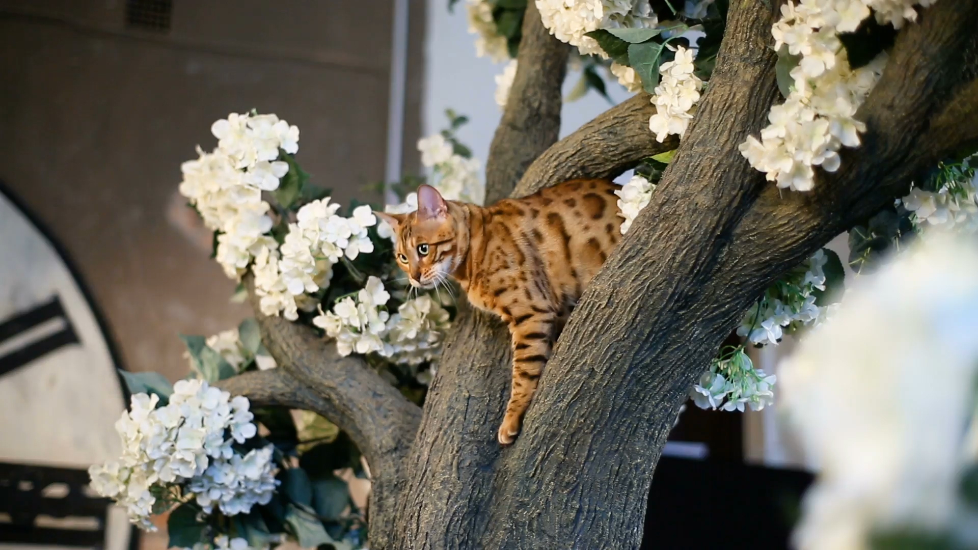 Bengalkatze Der Kleine Leopard Im Rasseportrait Zooroyal