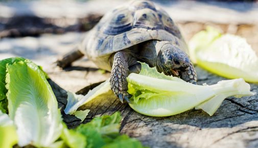 Landschildkröten: Ernährung von Schildkröten