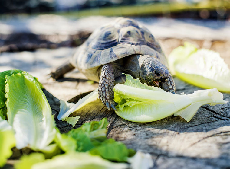 Landschildkröten: Ernährung von Schildkröten