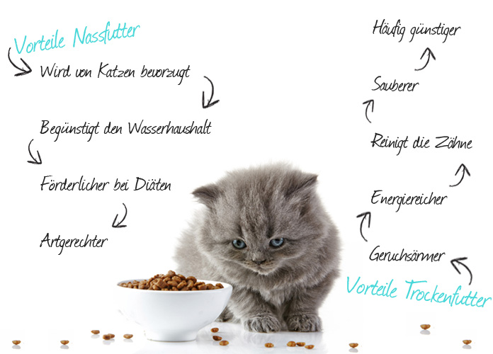 Mischfütterung Für Katzen So Geht Es Richtig Zooroyal