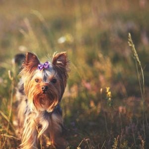 Yorkshire Terrier Welpe