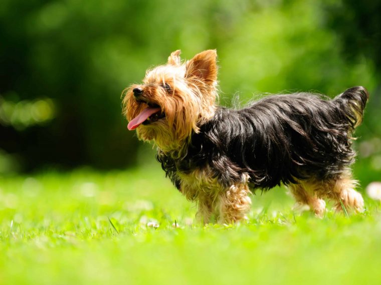 Yorkshire Terrier