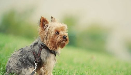 Yorkshire Terrier