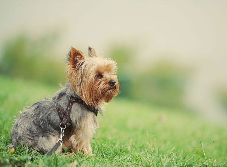 yorkshire terrier hunderassen 760x560