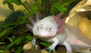 Axolotl