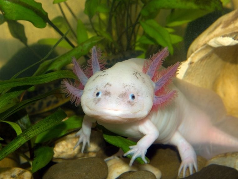 Axolotl