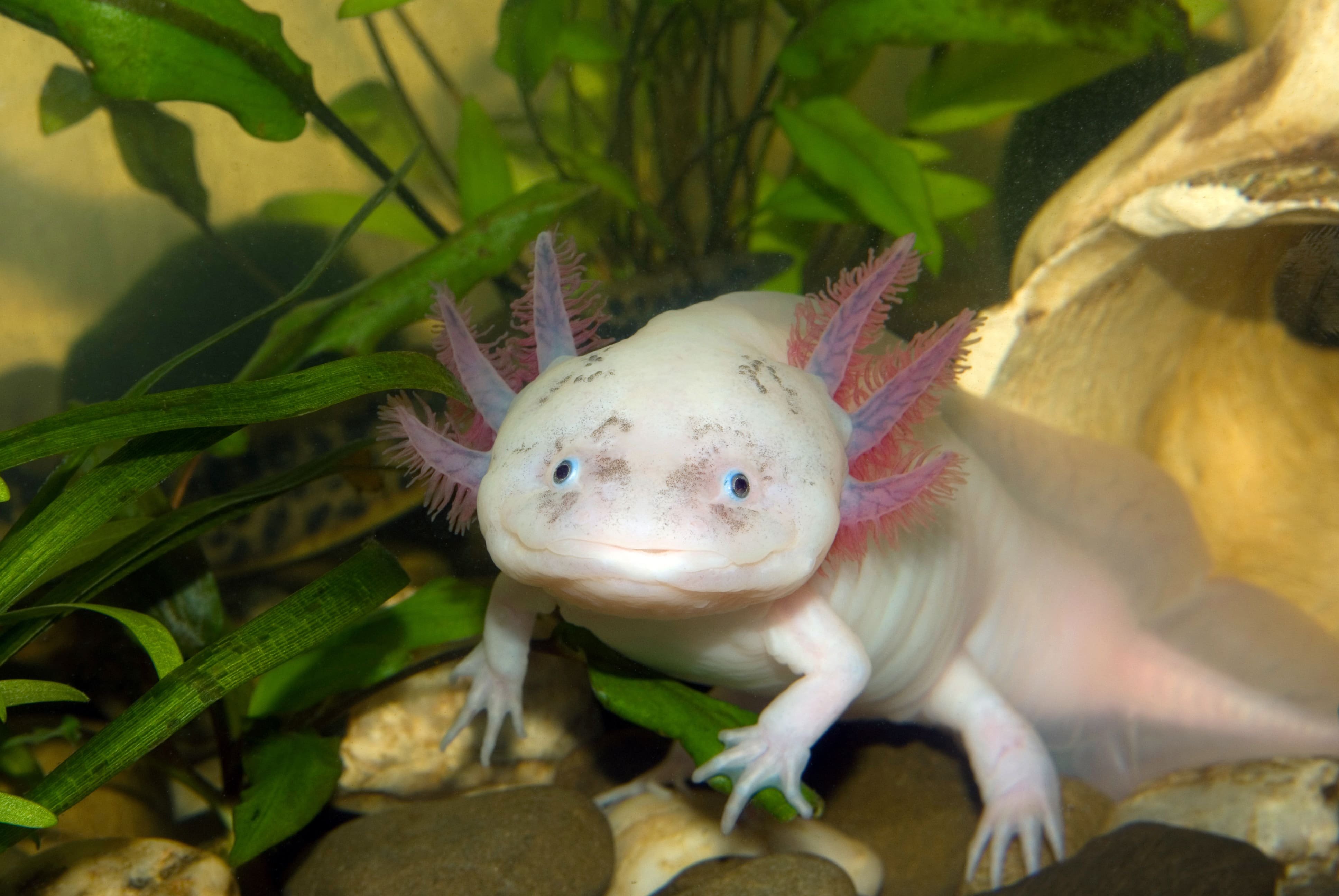 Axolotl Haltung - Herkunft, Ernährung & Pflege