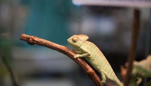 Winterschlaf von Reptilien: Terrarium im Winter