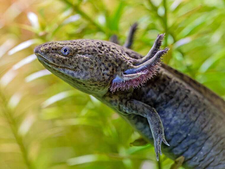 Axolotl schwarz
