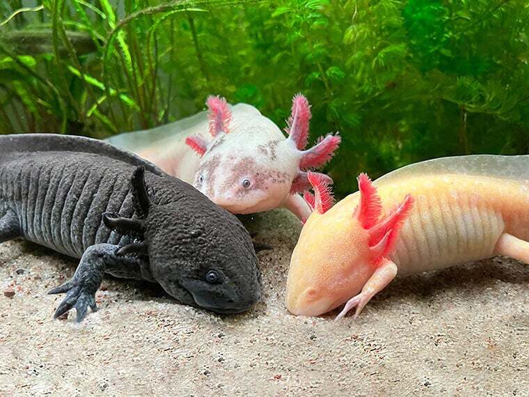 Axolotl verschiedene Farben