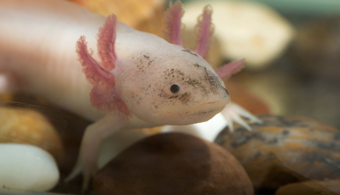 Axolotl Haltung