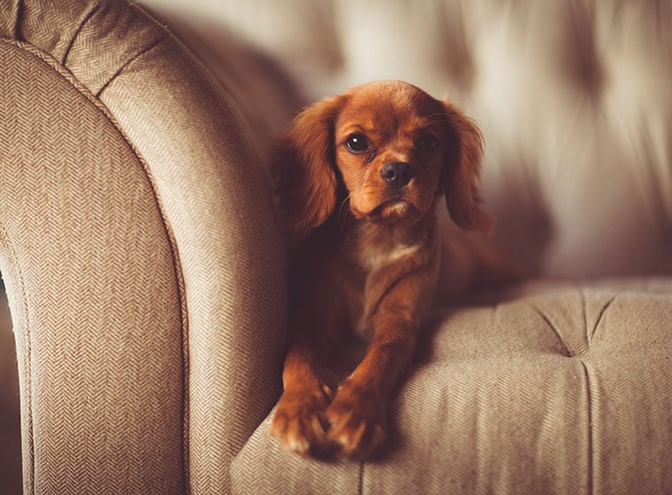 Hundewelpen kaufen