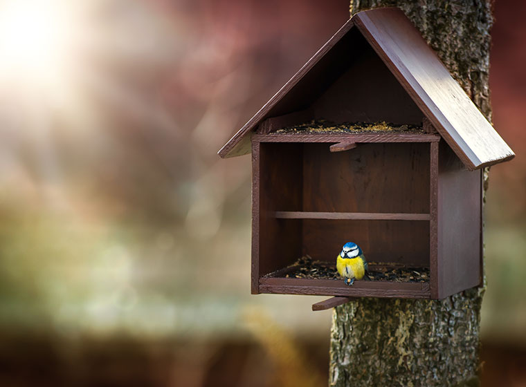 Vogelhaus Selber Bauen So Funktioniert Es Zooroyal Magazin