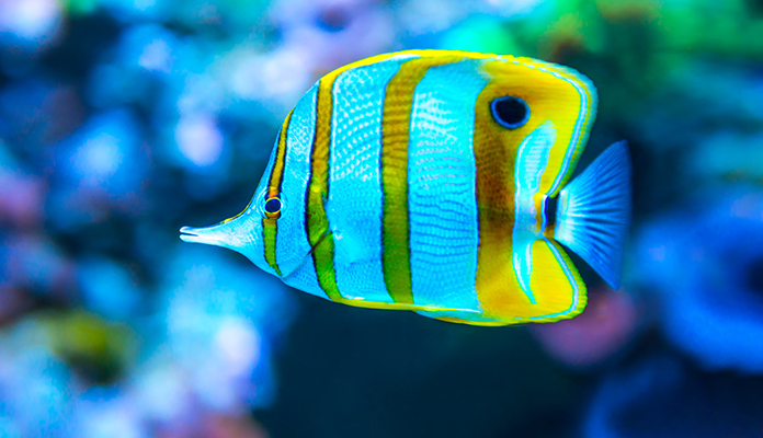 Meerwasseraquarium: wirklich so pflegeintensiv? | ZooRoyal Magazin