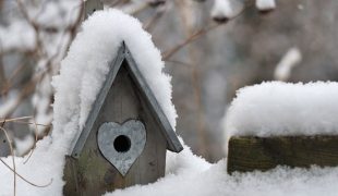 Vogelvoliere im Winter: Außenvolieren in der kalten Jahreszeit