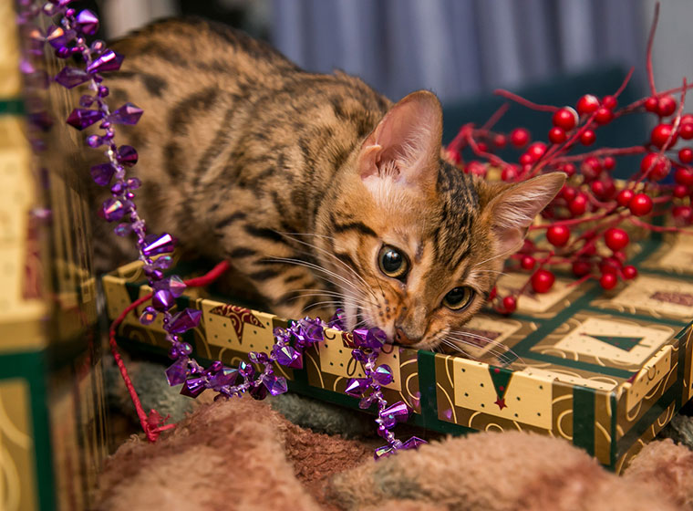 Weihnachten mit Haustieren: Weihnachtszeit mit Hund und Katze