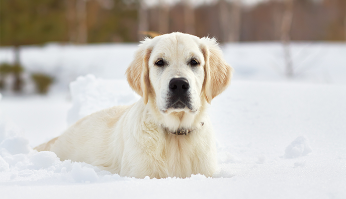 Hund frisst Schnee