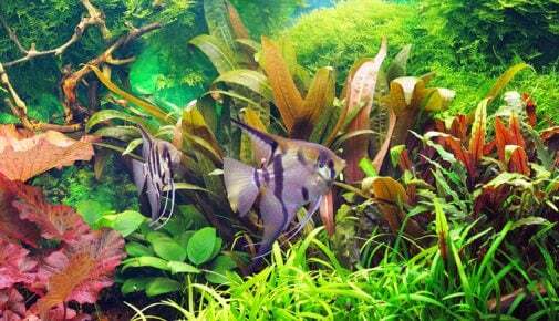 Aquarium Einrichten Tipps Für Den Aquaristik Neuling Zooroyal Magazin