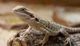 Bartagame sitzt auf einem Stück Holz und blickt nach oben.