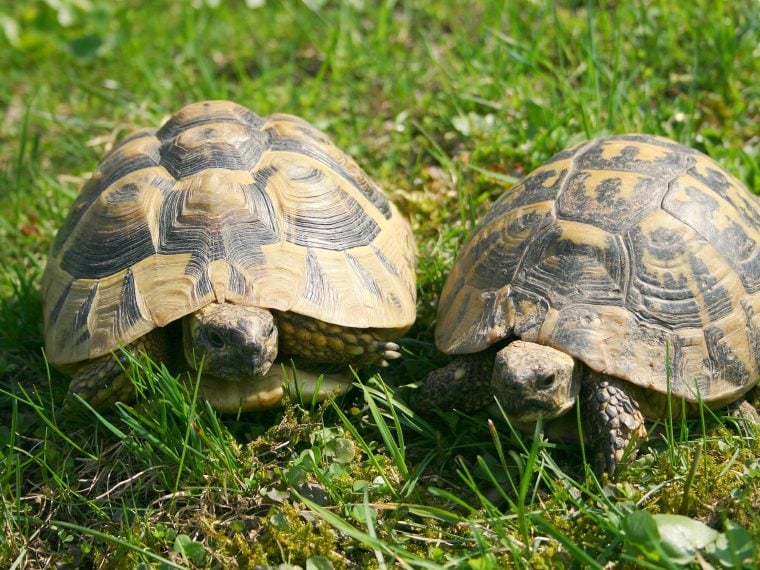 europäische landschildkröten