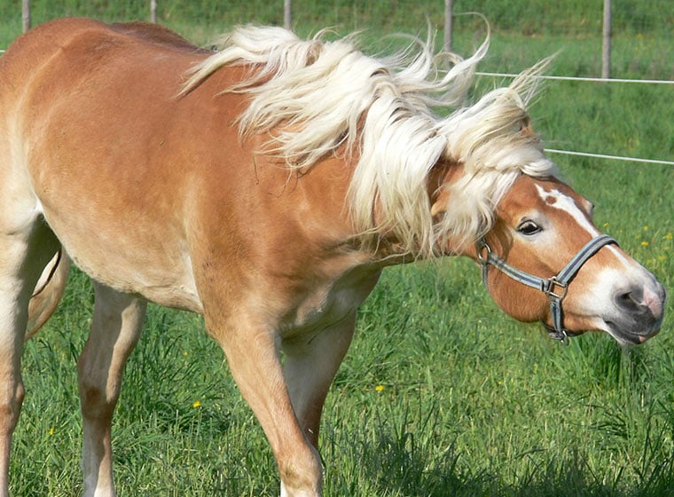 Pferd Kopfschlagen Beim Reiten