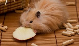 Hamsterarten: Der Teddyhamster