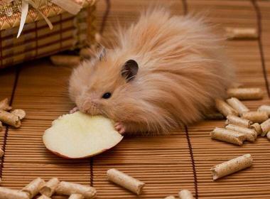Hamsterarten: Der Teddyhamster