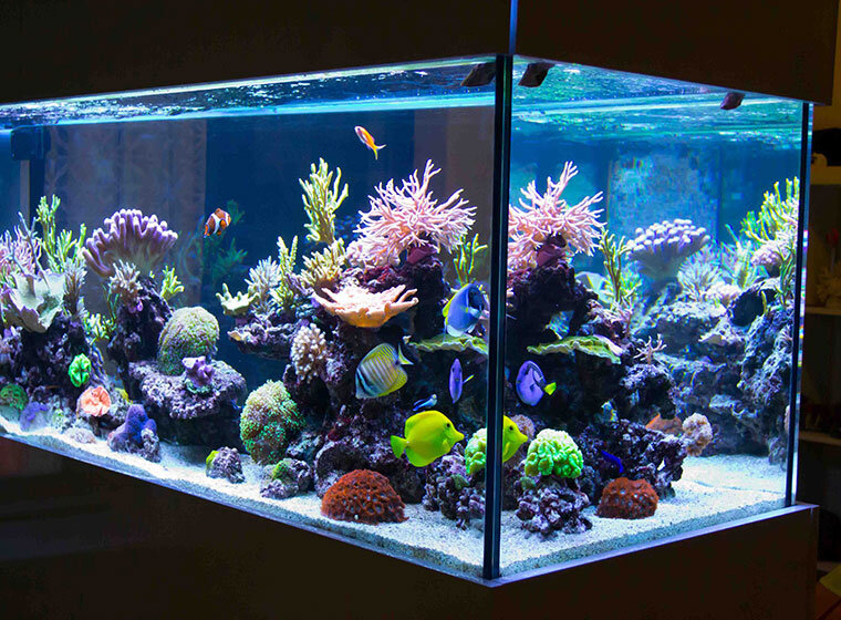 Aquarium einrichten: Tipps für den Aquaristik Neuling | ZooRoyal Magazin